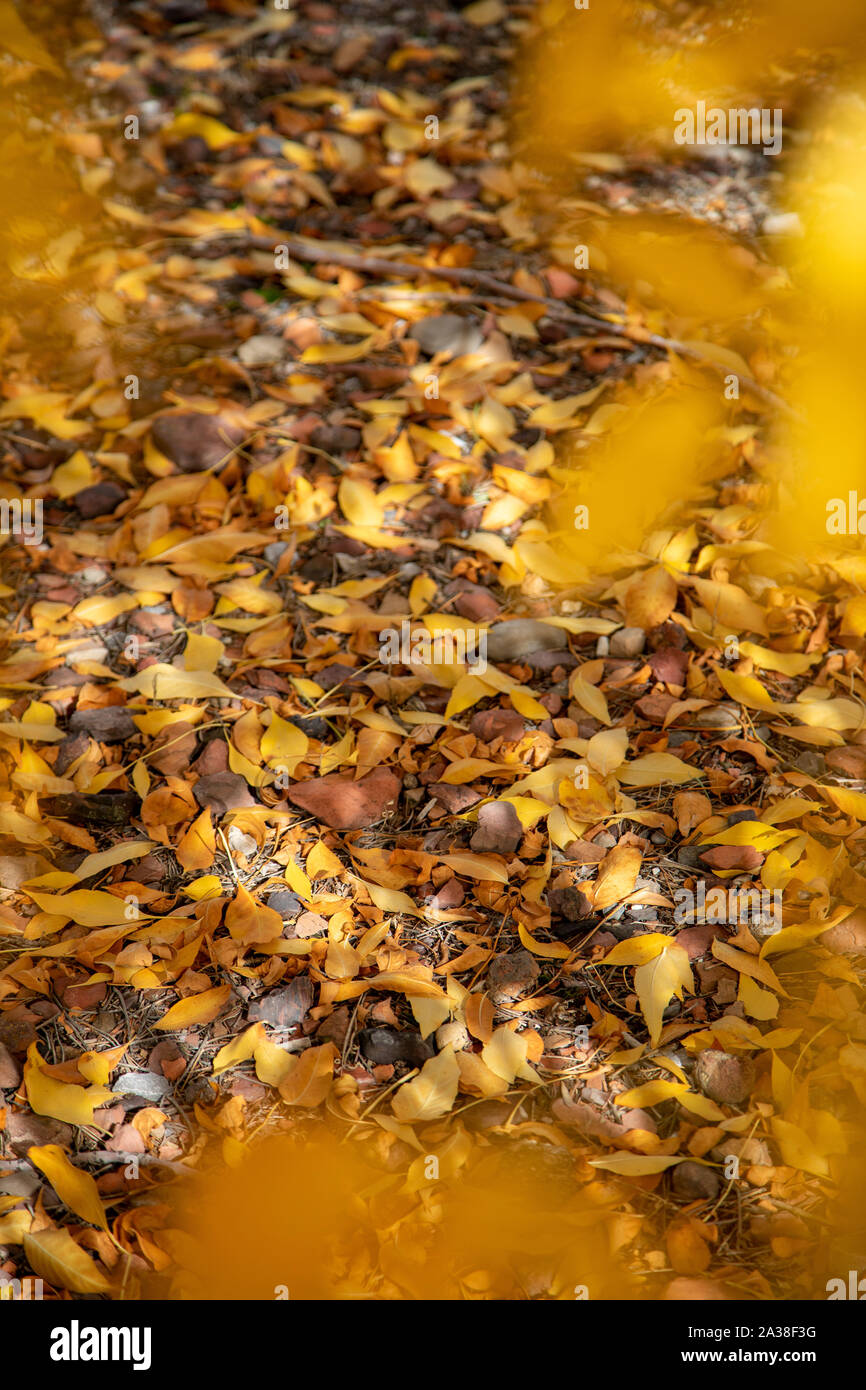 Ground leaves texture hi-res stock photography and images - Alamy