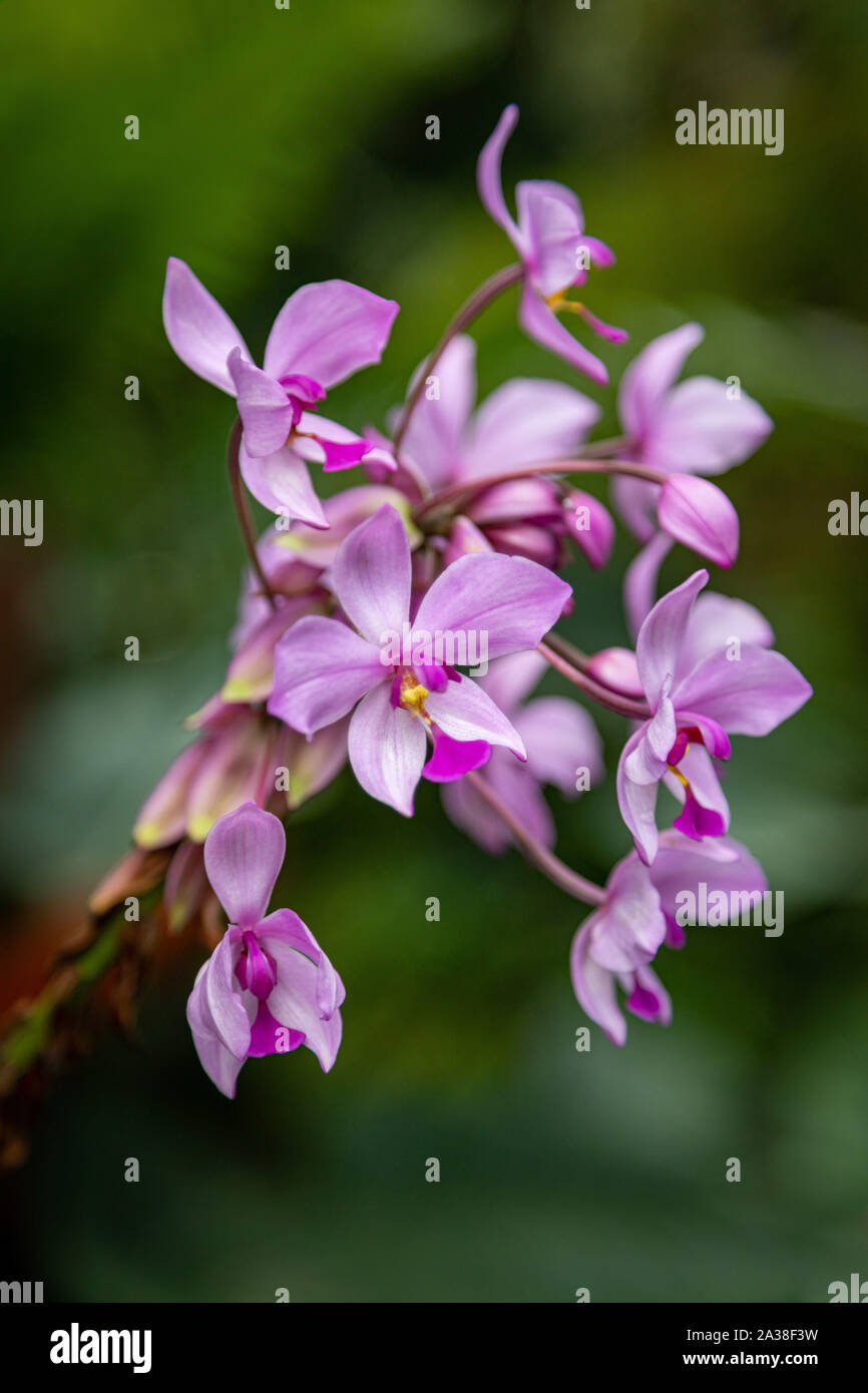 Philippine Ground Orchid Stock Photo Alamy