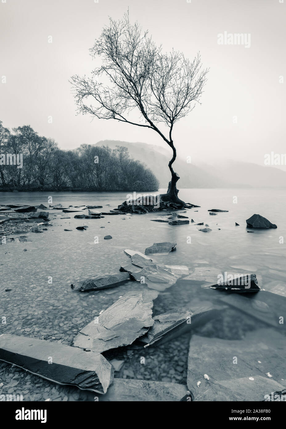 A lone tree stands on a tiny island surrounded by slate at the edge of Llyn Padarn, Llanberis, on a rainy spring afternoon. Stock Photo