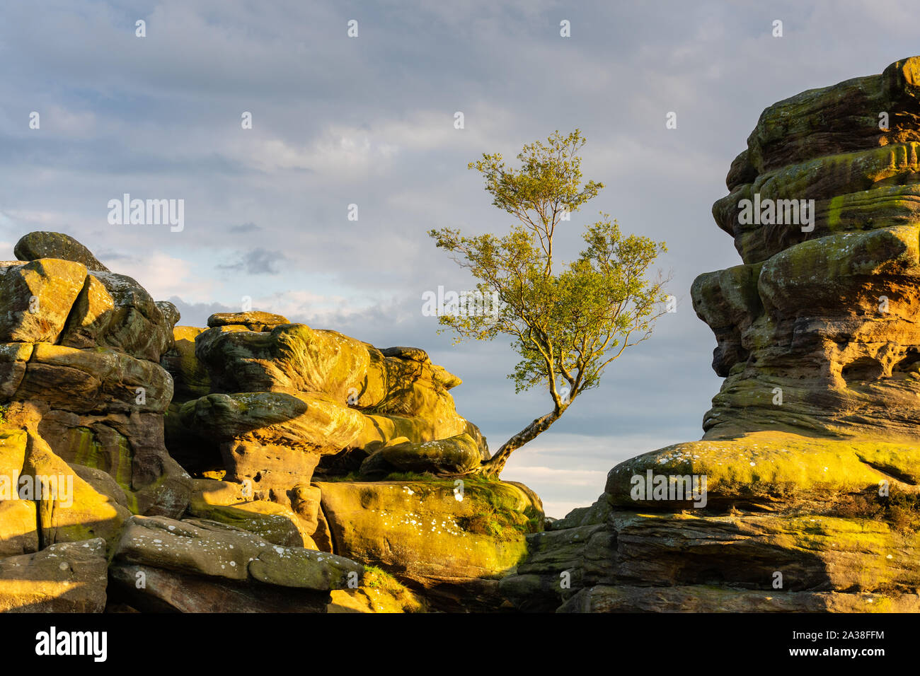 A lone tree clings to the edge of a gritstone rock outcrop during the evening golden hour at Brimham Rocks in Nidderdale, Yorkshire. Stock Photo