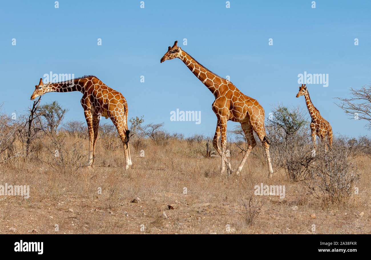 Two male and a female reticulated giraffe, Masai mara national reserve, Kenya Stock Photo