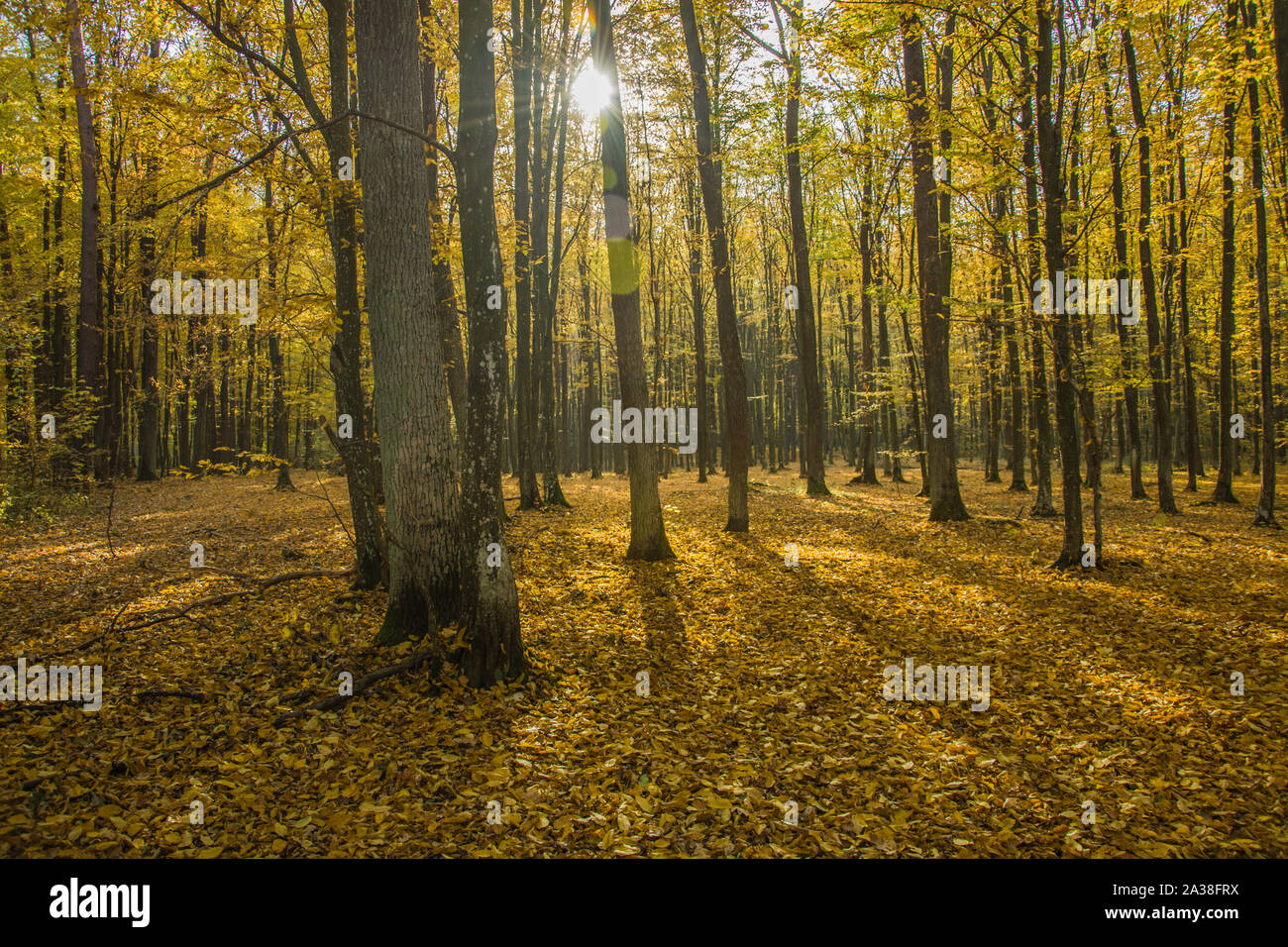The sun behind the trees in the yellow autumn forest, Okszow, Poland. Stock Photo