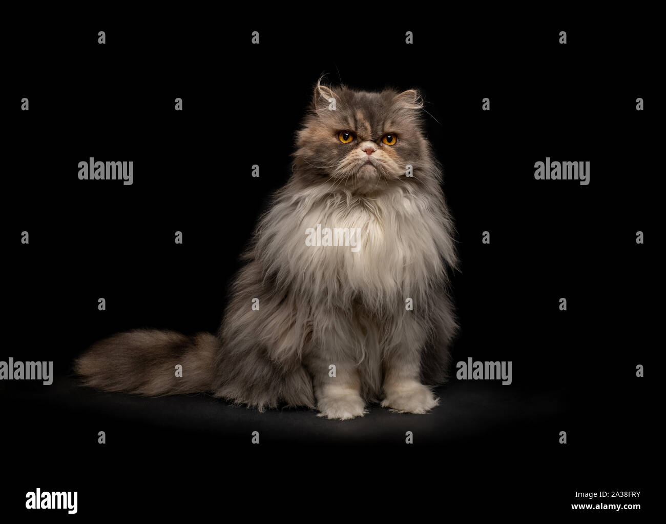Portrait of a fluffy cat Stock Photo