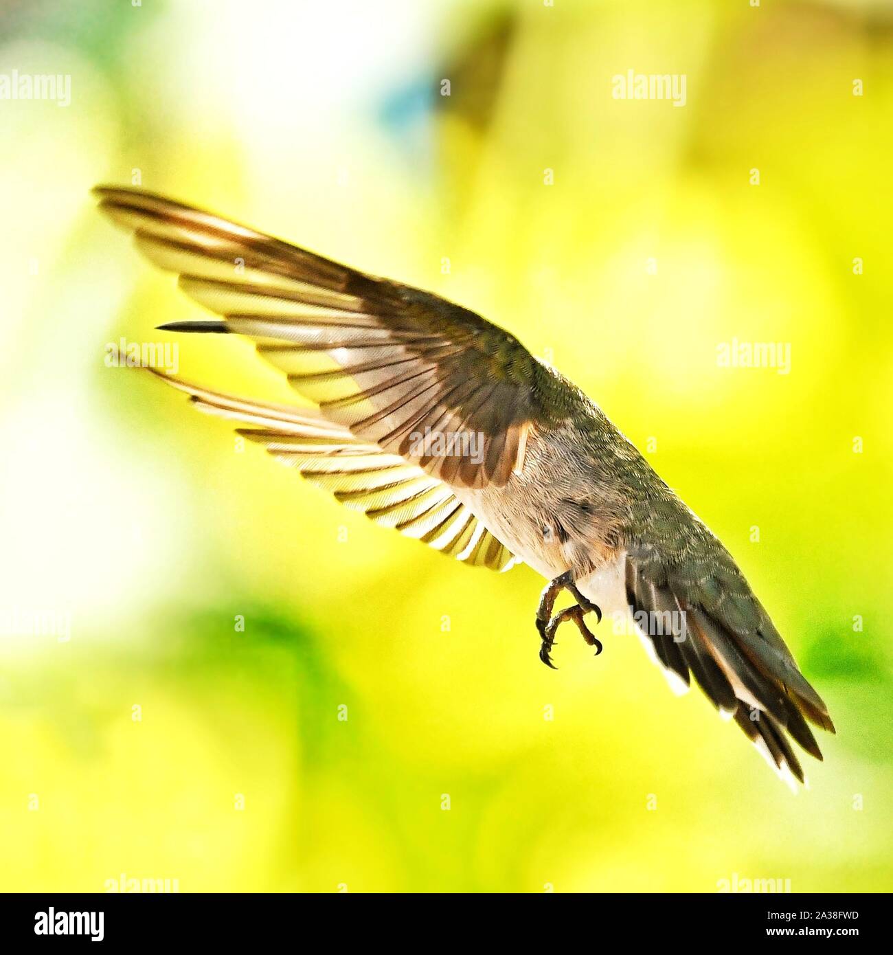 Hummingbird in Flight, United states Stock Photo