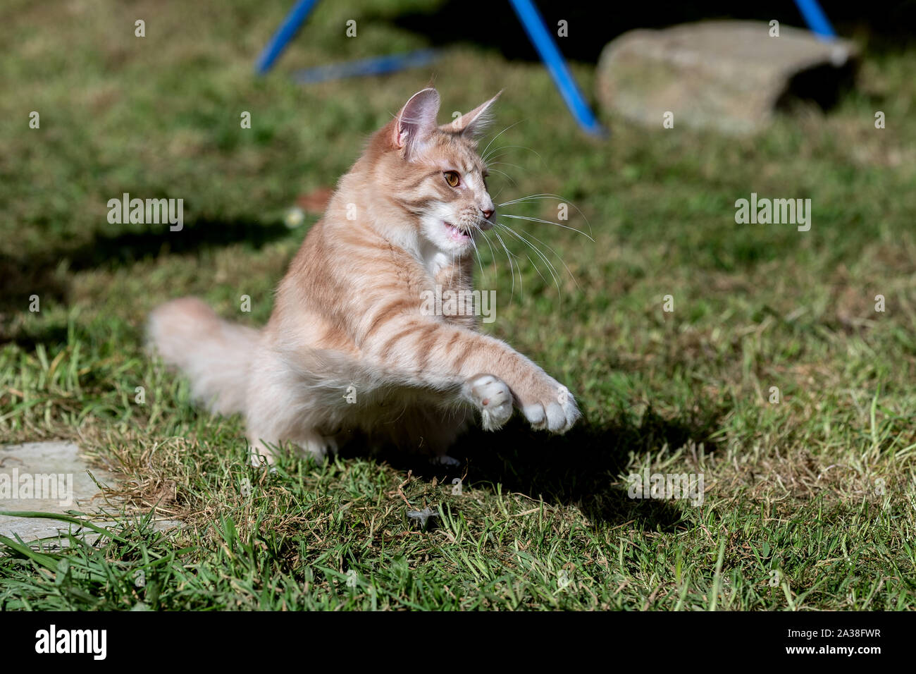 Maine Coon cat jumping in the garden Stock Photo
