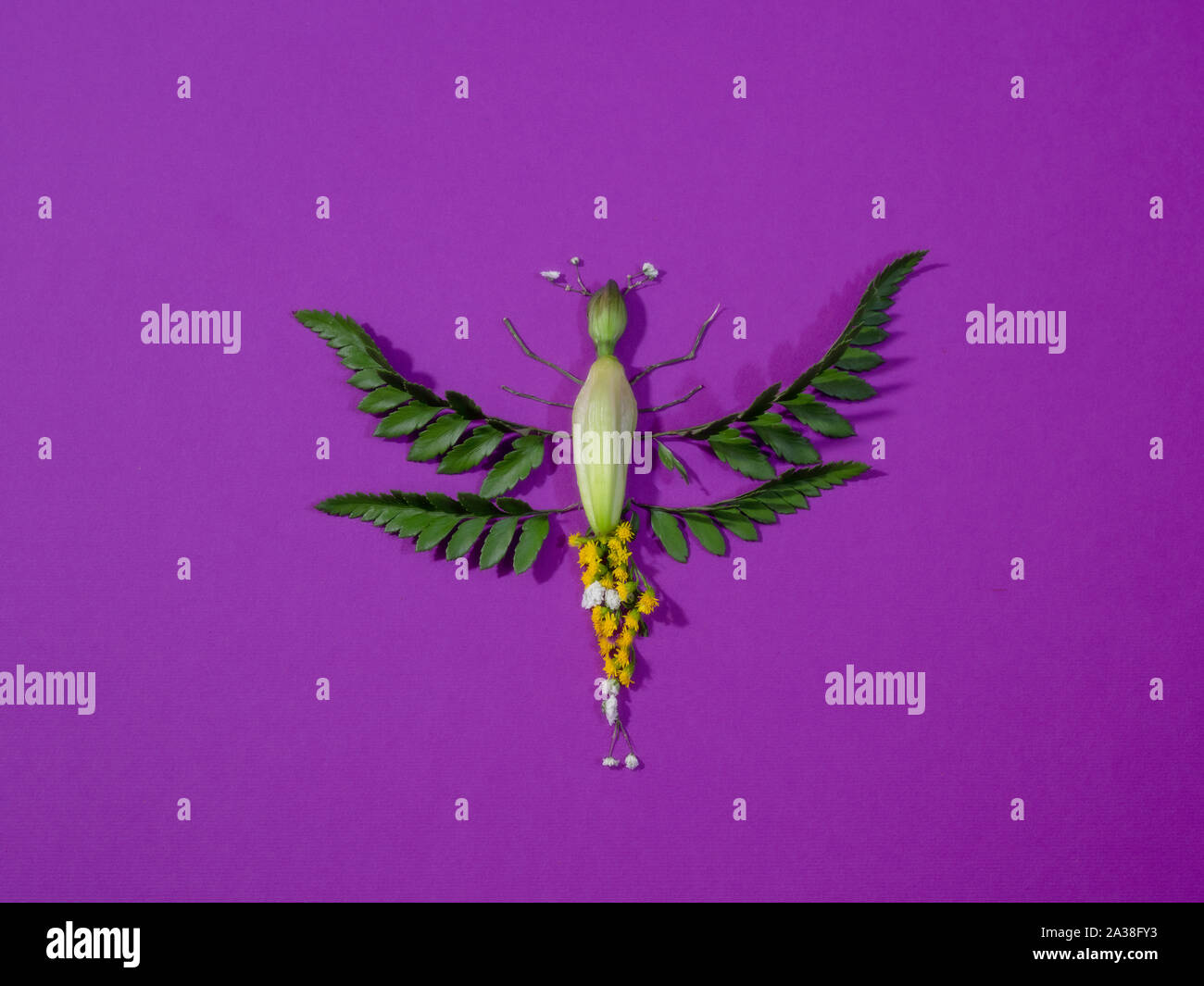 Dragonfly likeness hires stock photography and images Alamy