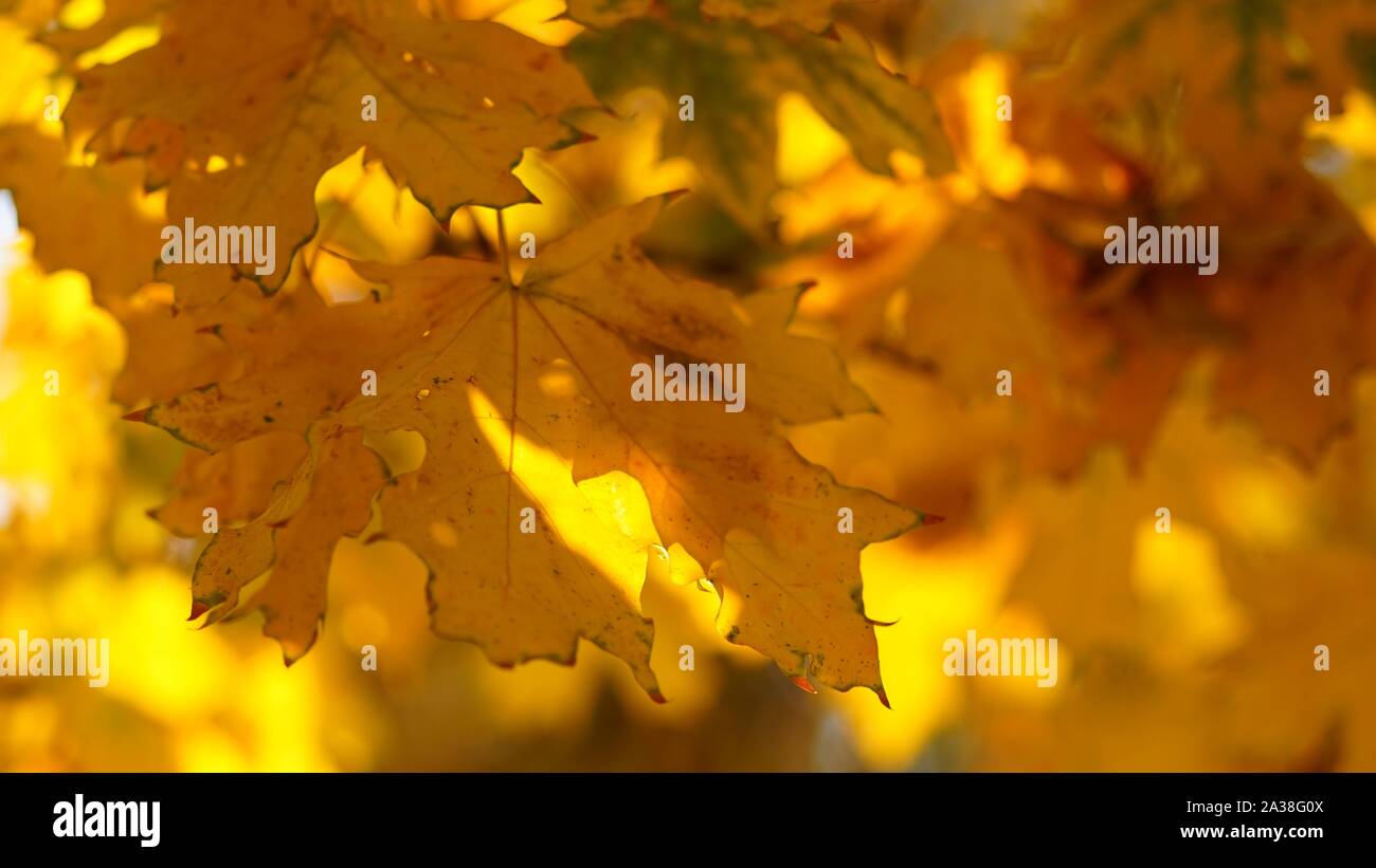 Yellow leaf on a tree. Golden maple leaves on a blurred background ...
