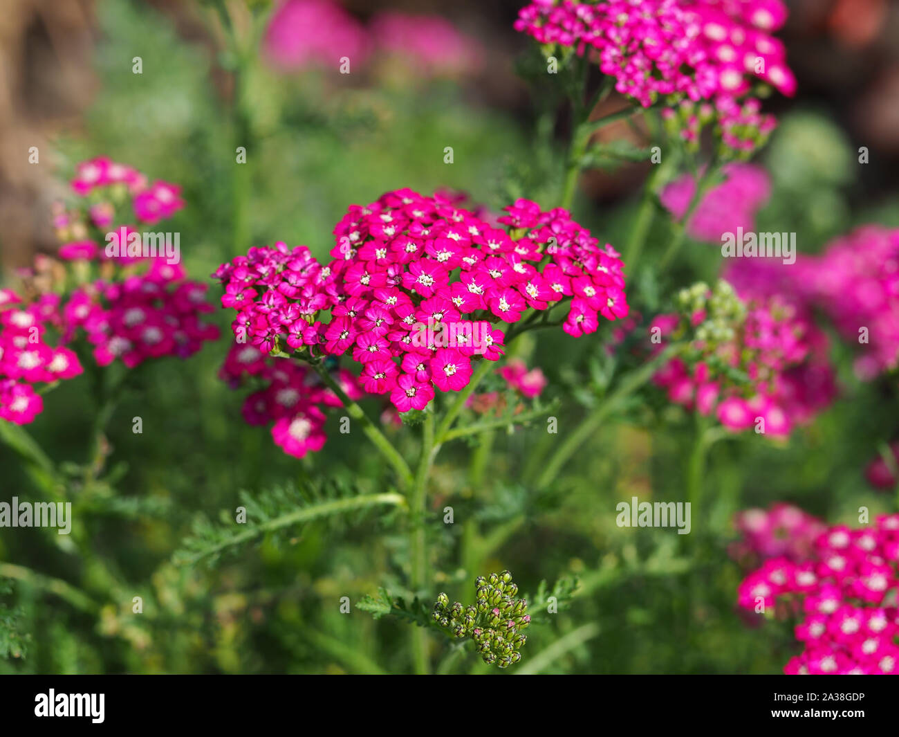 Pretty pink Achillea millefolium flowers in a summer garden Stock Photo