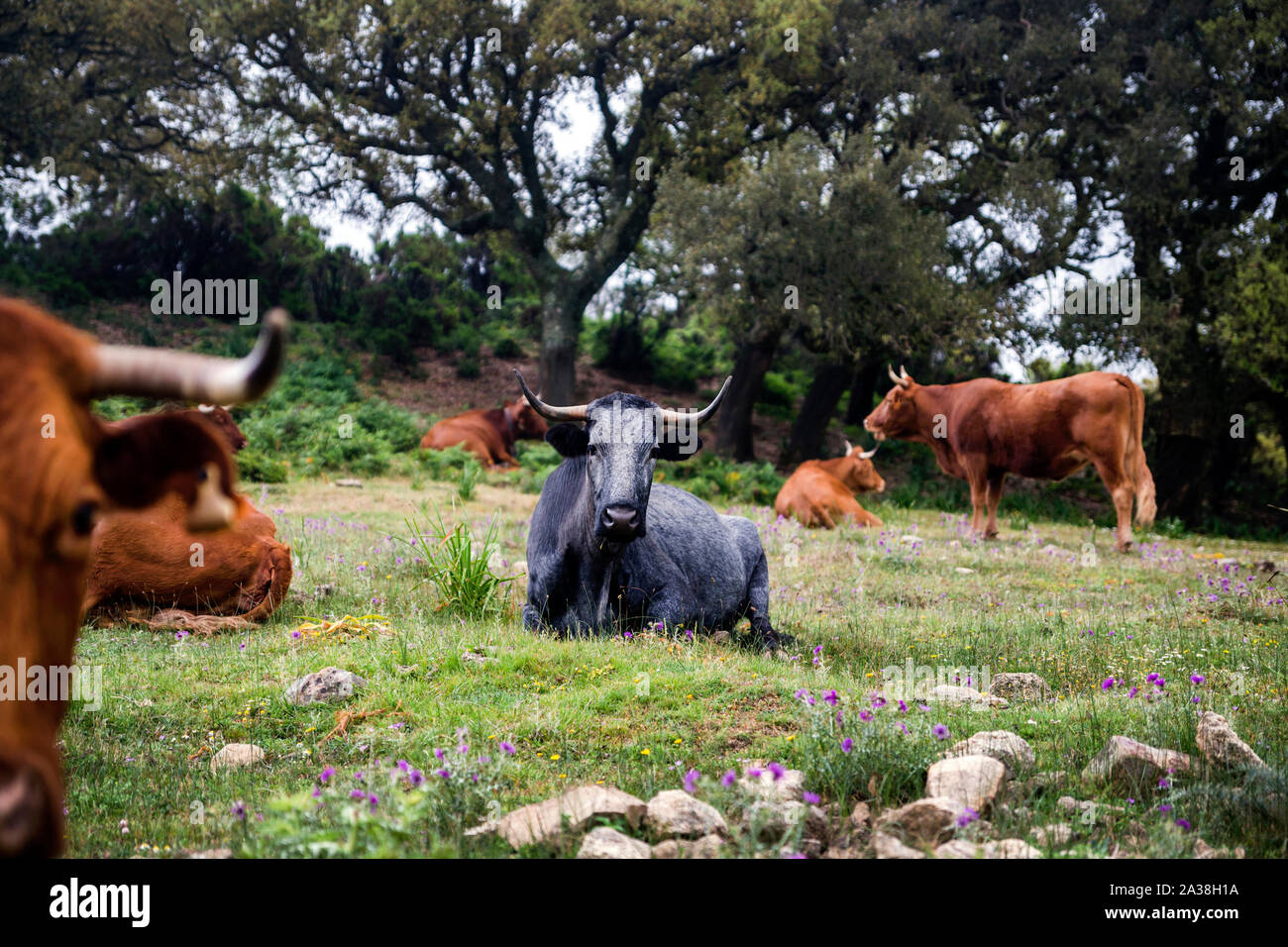Spain andalusia bull cattle cow hi-res stock photography and images - Alamy