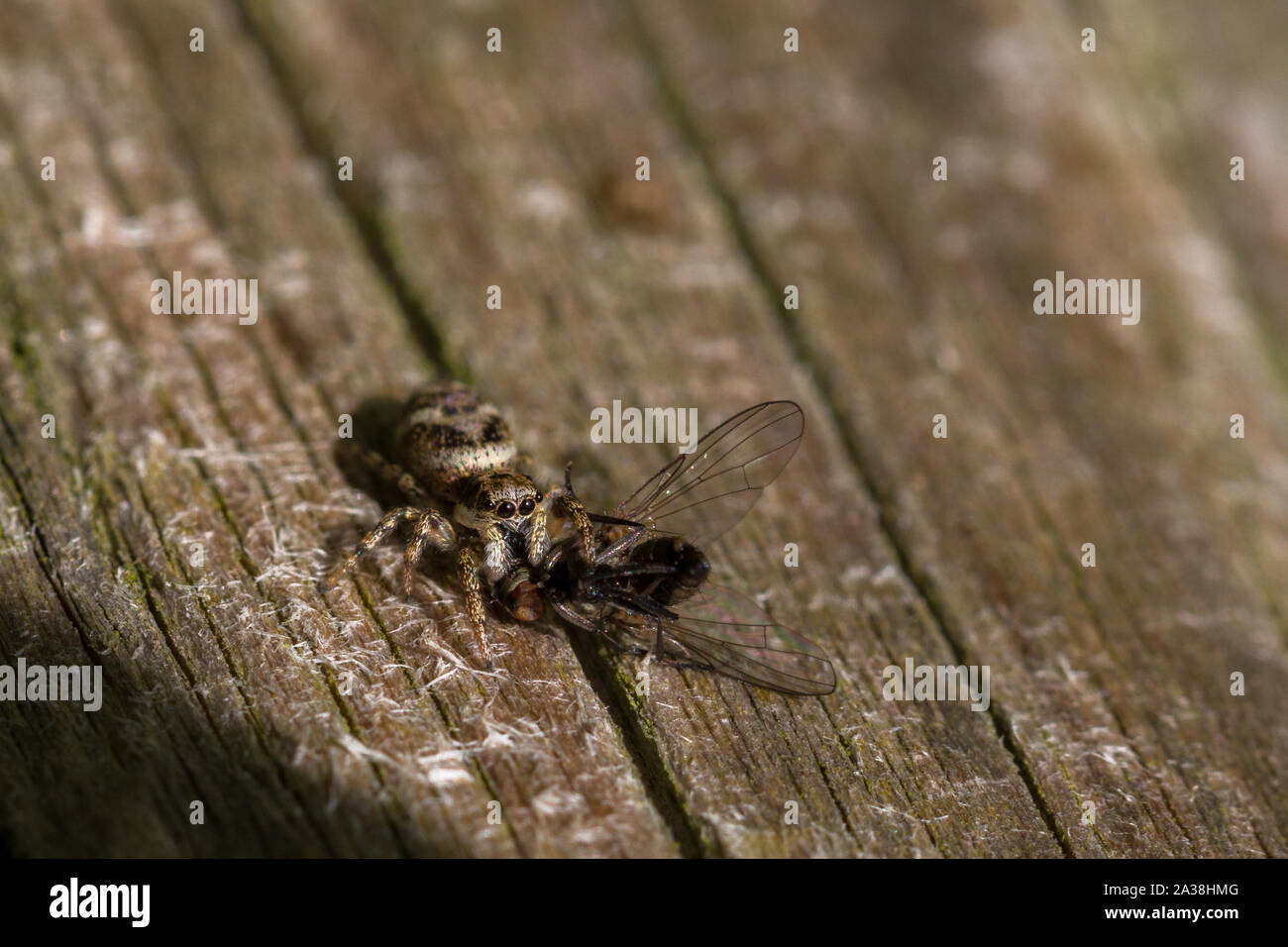 Zebra jumping spider (Salticus scenicus) eating its prey of a fly Stock Photo