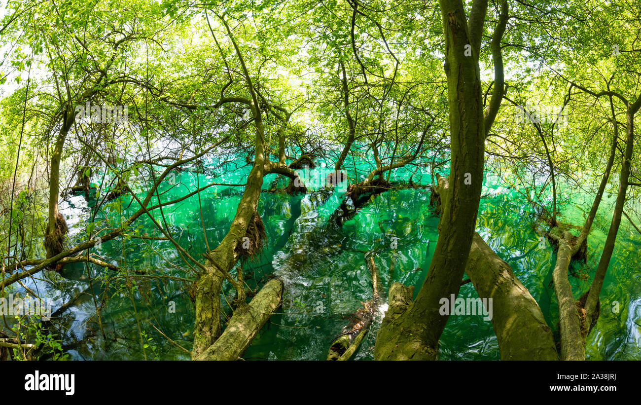 Shore of a lake with trees growing in the water Stock Photo - Alamy