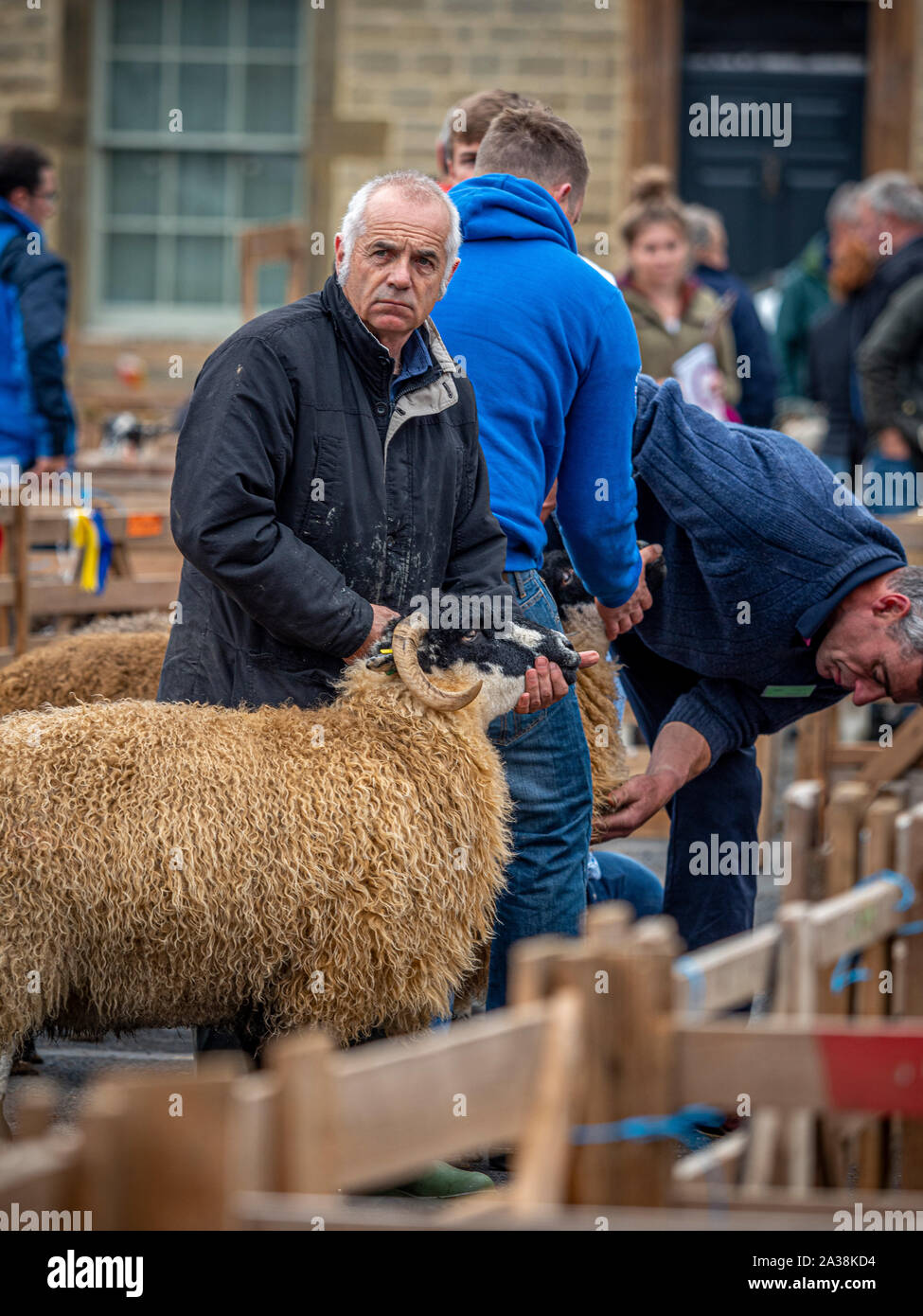 Judges inspecting sheep at Masham Sheep Fair Stock Photo
