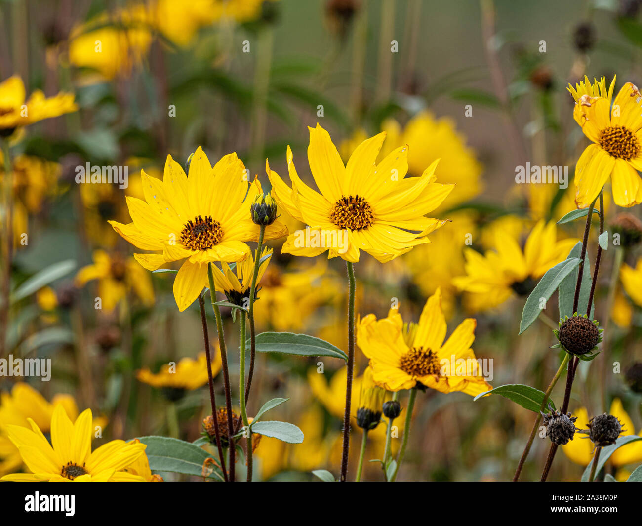 Yellow Rudbeckia flowers on allotment Stock Photo