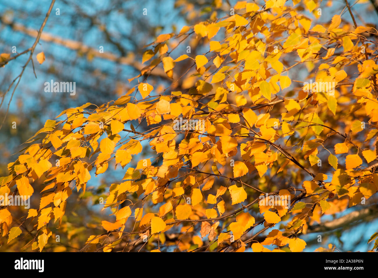 Tobacco branch hi-res stock photography and images - Alamy