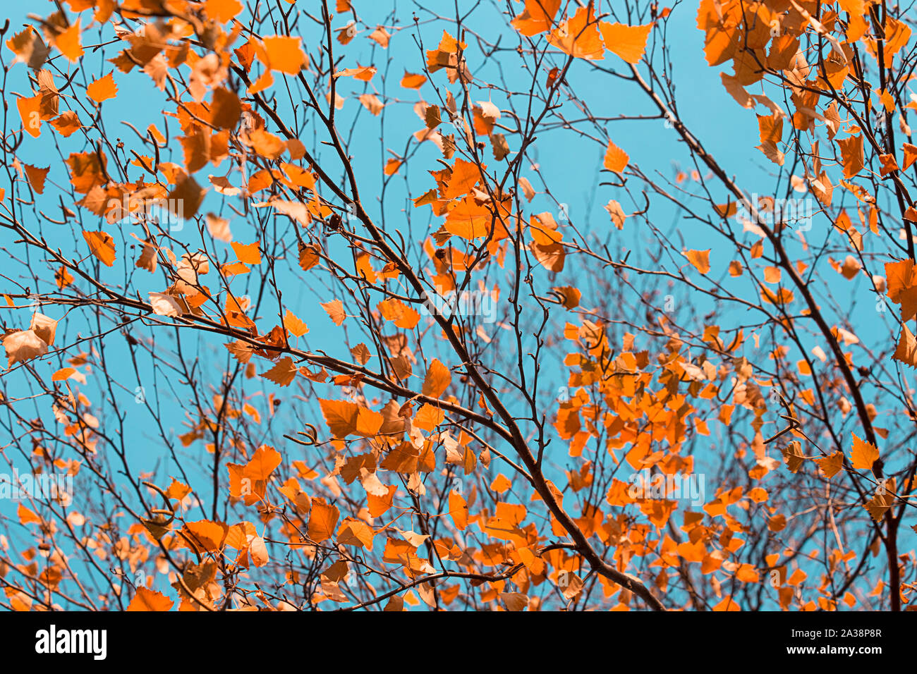 Dry branch hi-res stock photography and images - Alamy