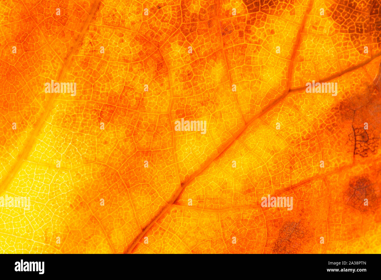 Dry autumn leaf as background Stock Photo