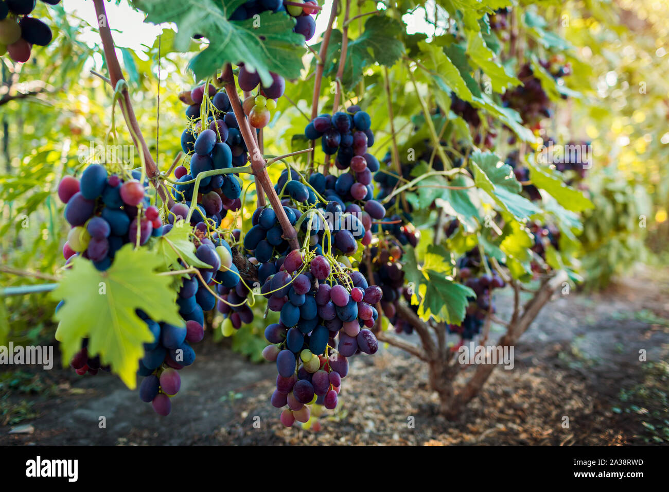 Crop of table grapes on ecological farm. Big bunches of blue delight grape hanging in garden