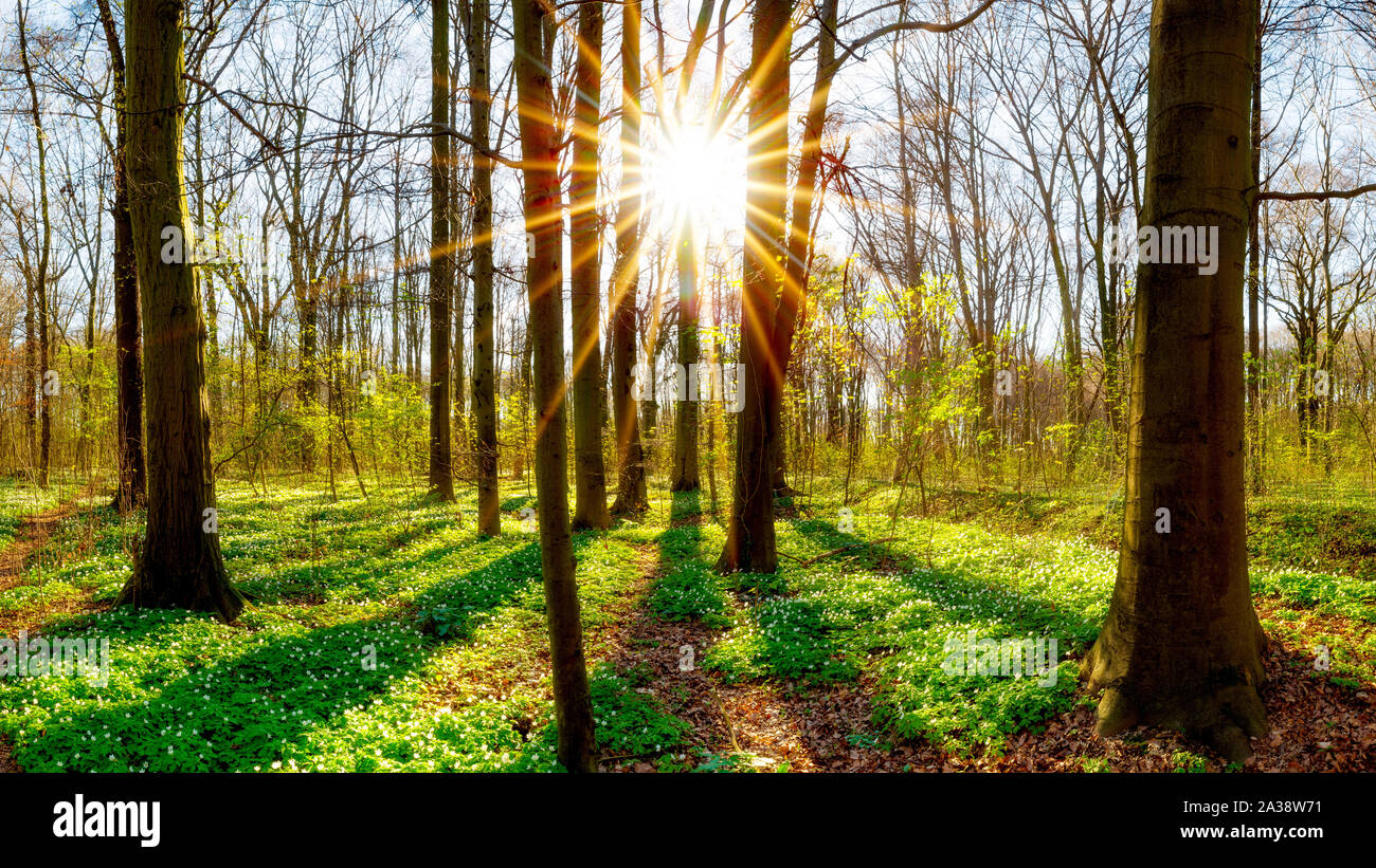 Frühling im Wald bei Sonnenaufgang Stock Photo