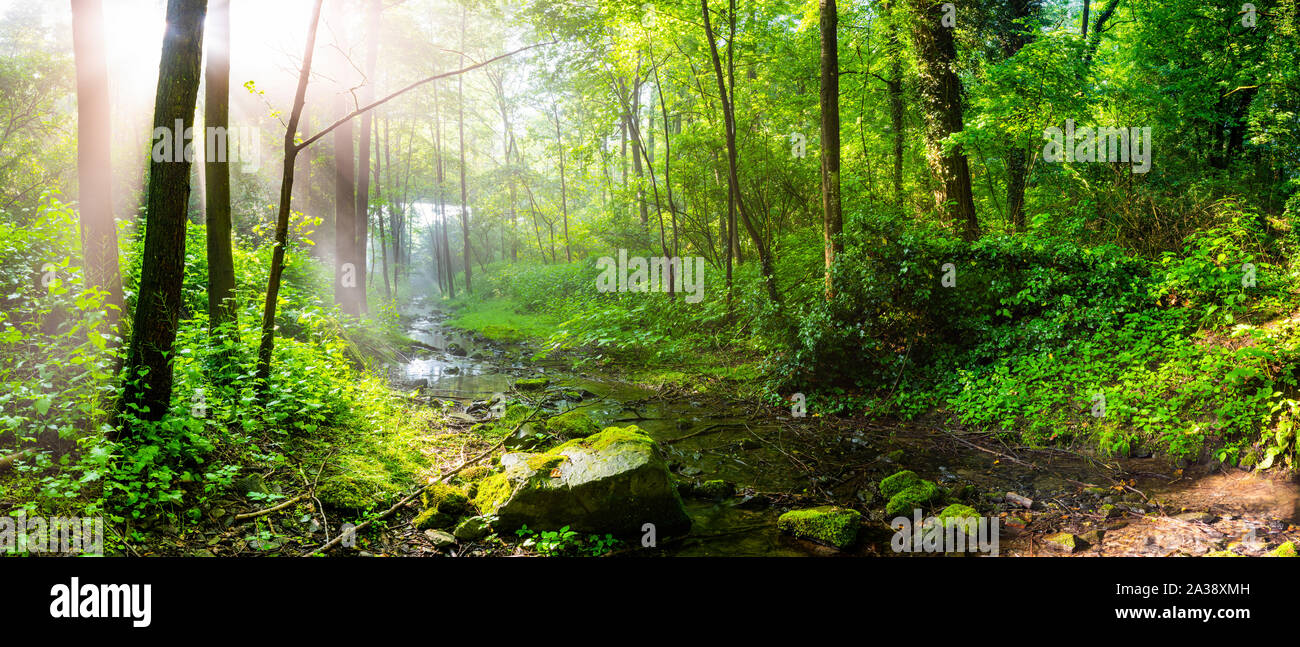 Sunrise in the forest with bright sunbeams shining through the trees Stock Photo