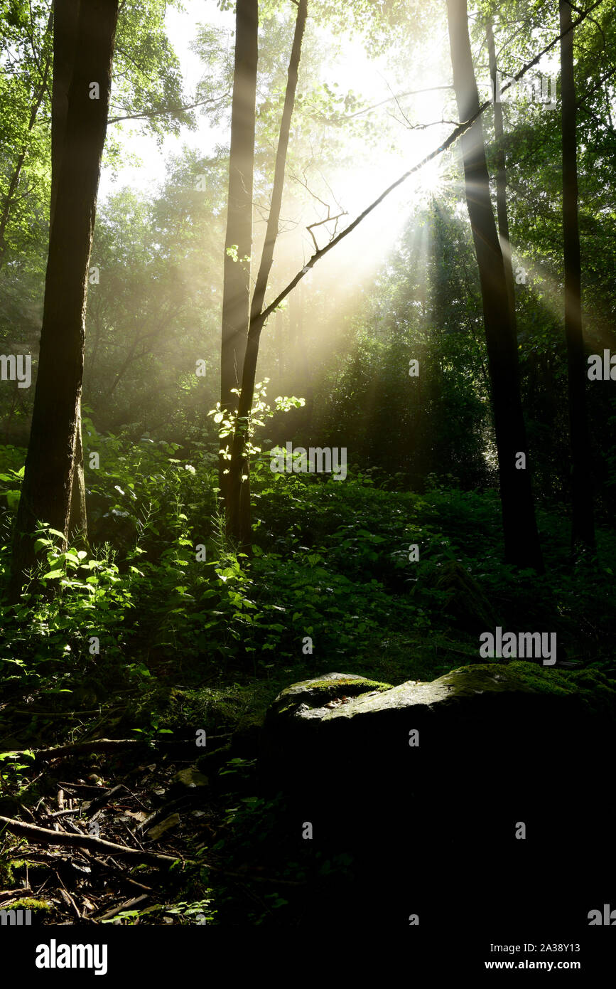 Sunrise in the forest with bright sunbeams shining through the trees Stock Photo