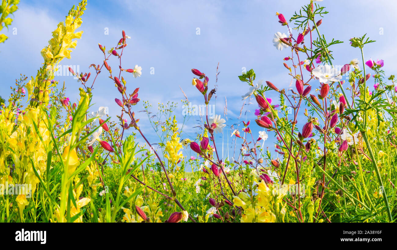 Beautiful flower meadow in summer time Stock Photo