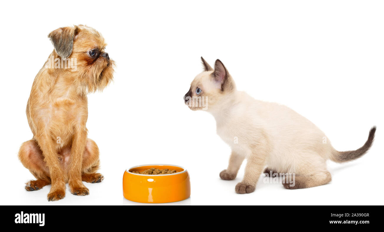 Kitten and puppy with a bowl of dry food isolated on white background Stock Photo