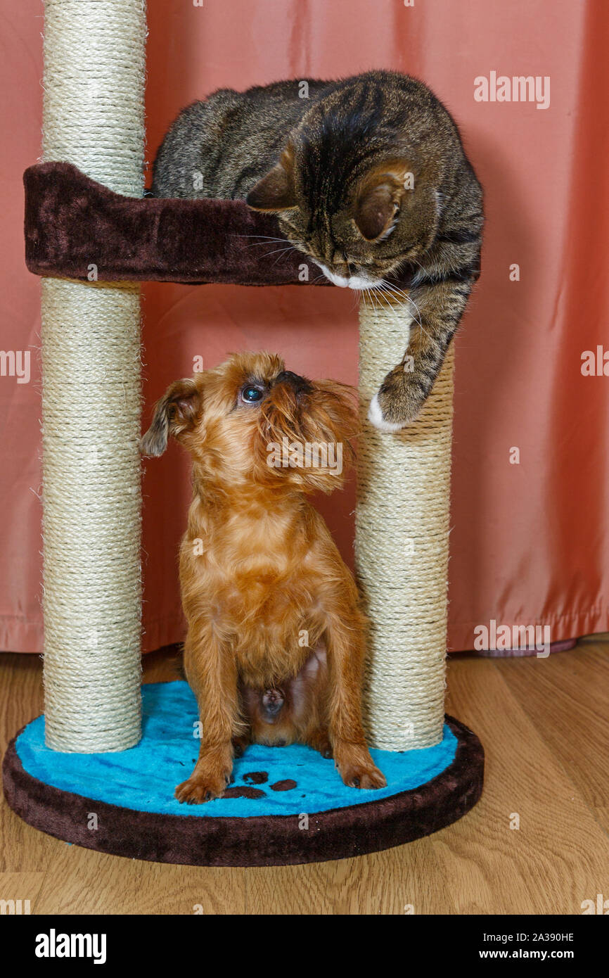 Dog scratching outlet post