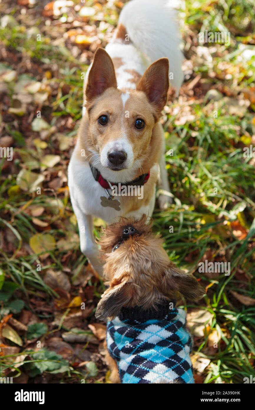 Autumn dog walk hires stock photography and images Alamy