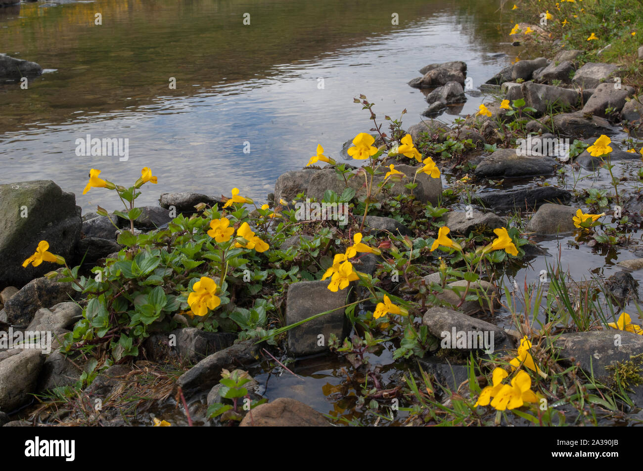Monkey flower (Mimulus guttatus) growing in Shortcleuch Water, an upland stream, Lowther Hills, Leadhills, Borders, Scotland Stock Photo