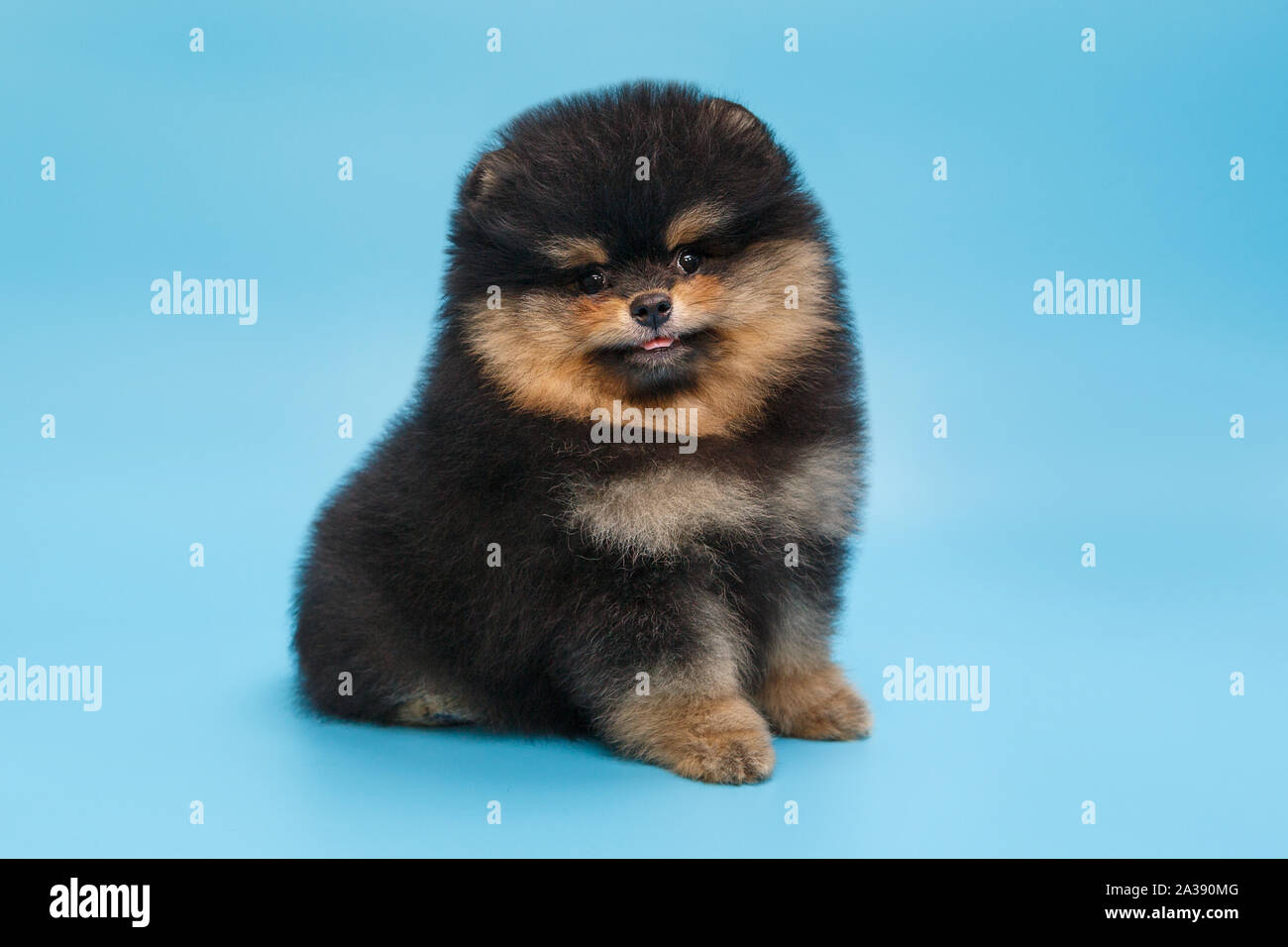 Small, black Pomeranian puppy on blue background Stock Photo - Alamy