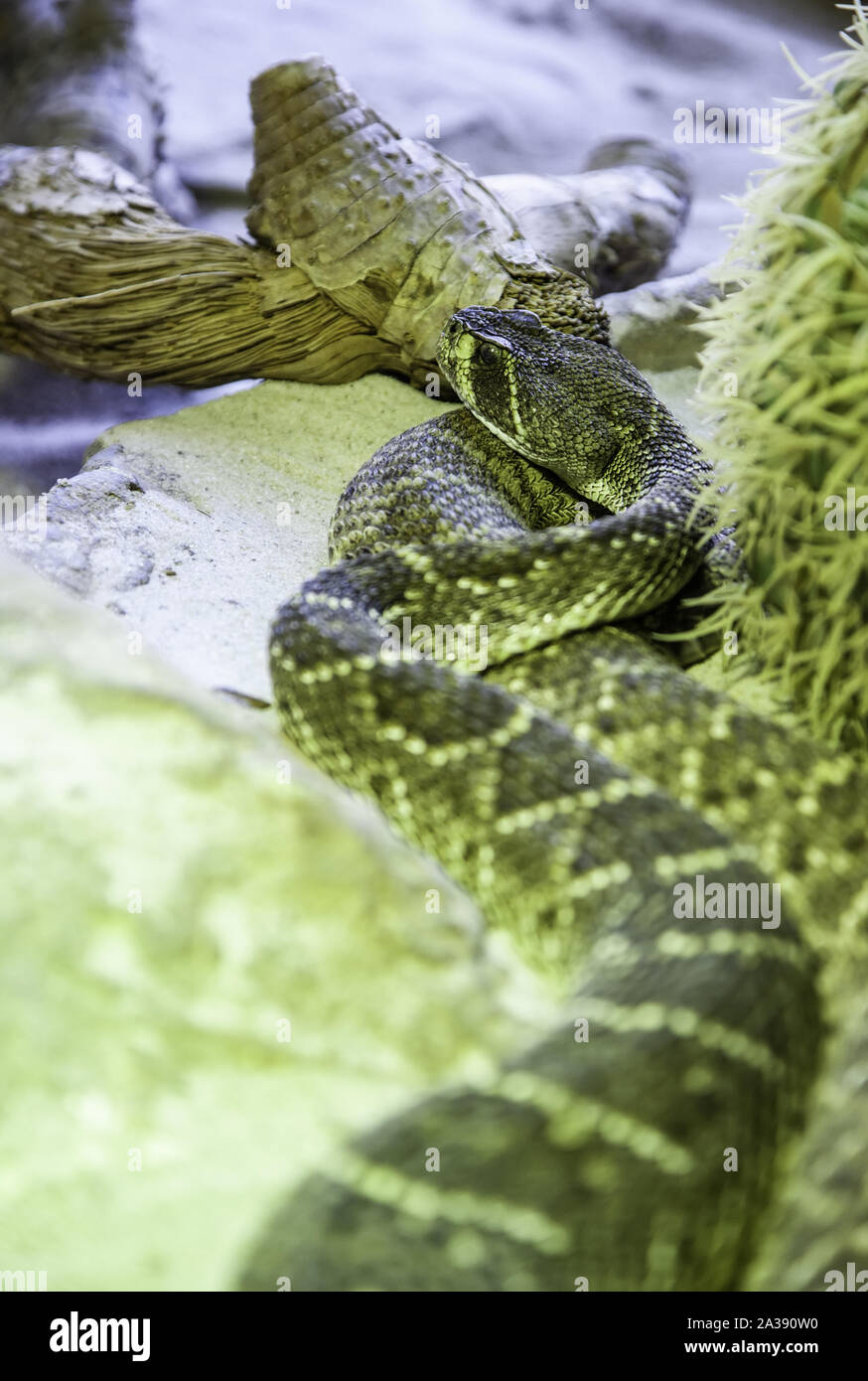 Snake Scales Images – Browse 2,234 Stock Photos, Vectors, and Video