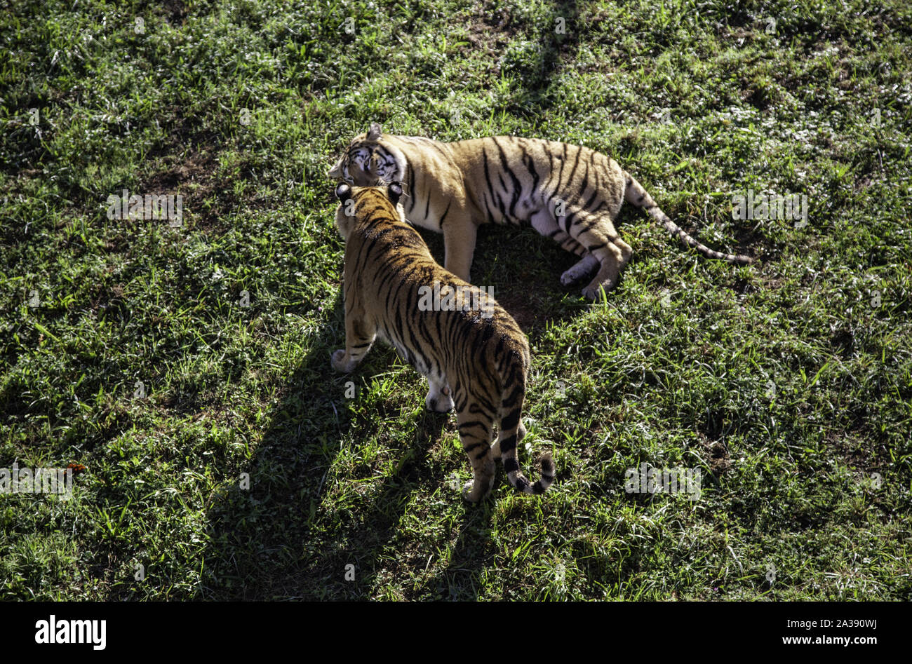 Wild tiger in the jungle, exotic animal detail Stock Photo - Alamy