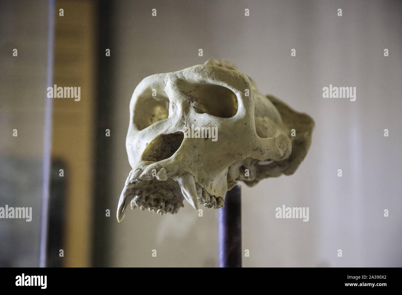 Gorilla skull, animal bone detail, head Stock Photo