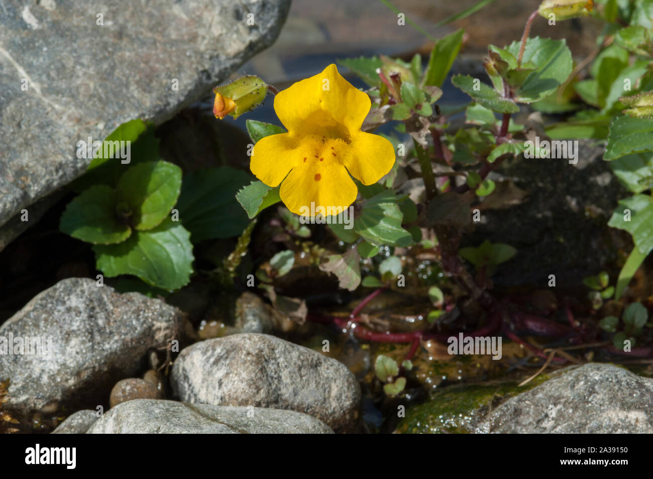 Monkey flower (Mimulus guttatus) growing in Shortcleuch Water, an upland stream, Lowther Hills, Leadhills, Borders, Scotland Stock Photo