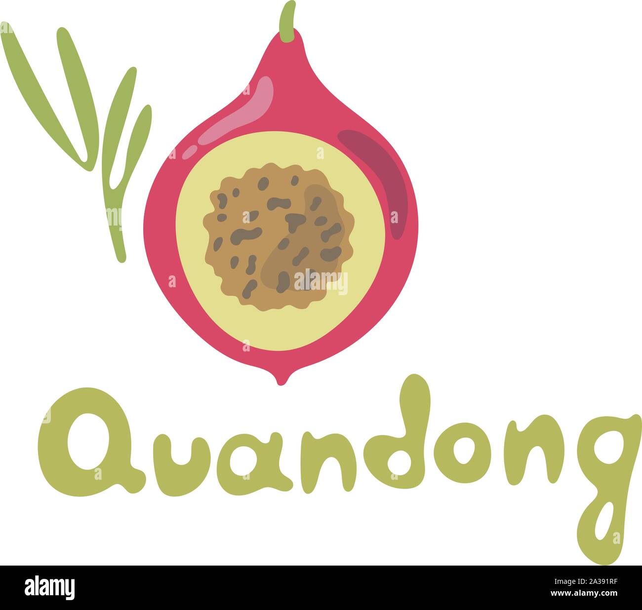 Quandong or native peach - the species or fruit. The use of the fruit as an exotic flavouring, one of the best known bushfoods. Stock Vector