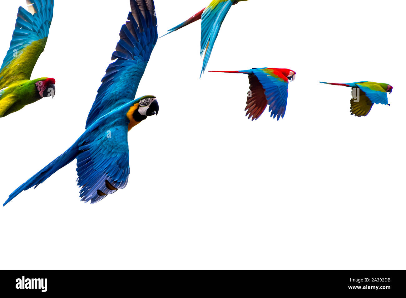 Parrots flying on a pure white background looking strait into the camera with empty space and negative space Stock Photo