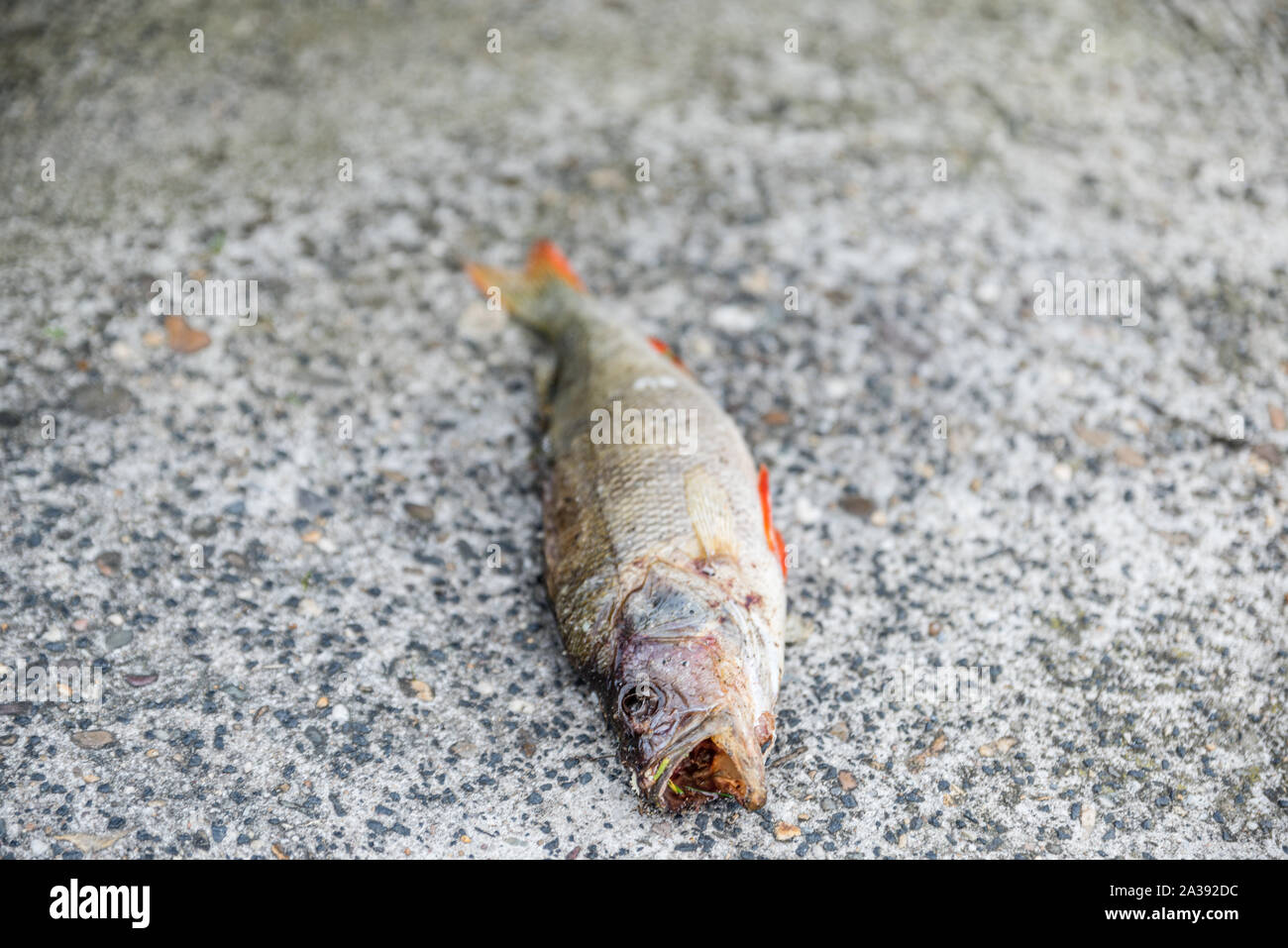 Dead fish on the street on the concrete with its mouth wide open Stock ...