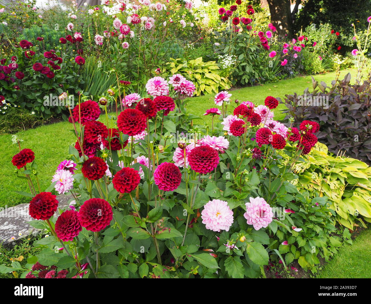 Chenies Manor sunken garden dahlias in shades of pink, carmine, red and mauve with reddish leaves, a variety of green foliage and grassy paths Stock Photo