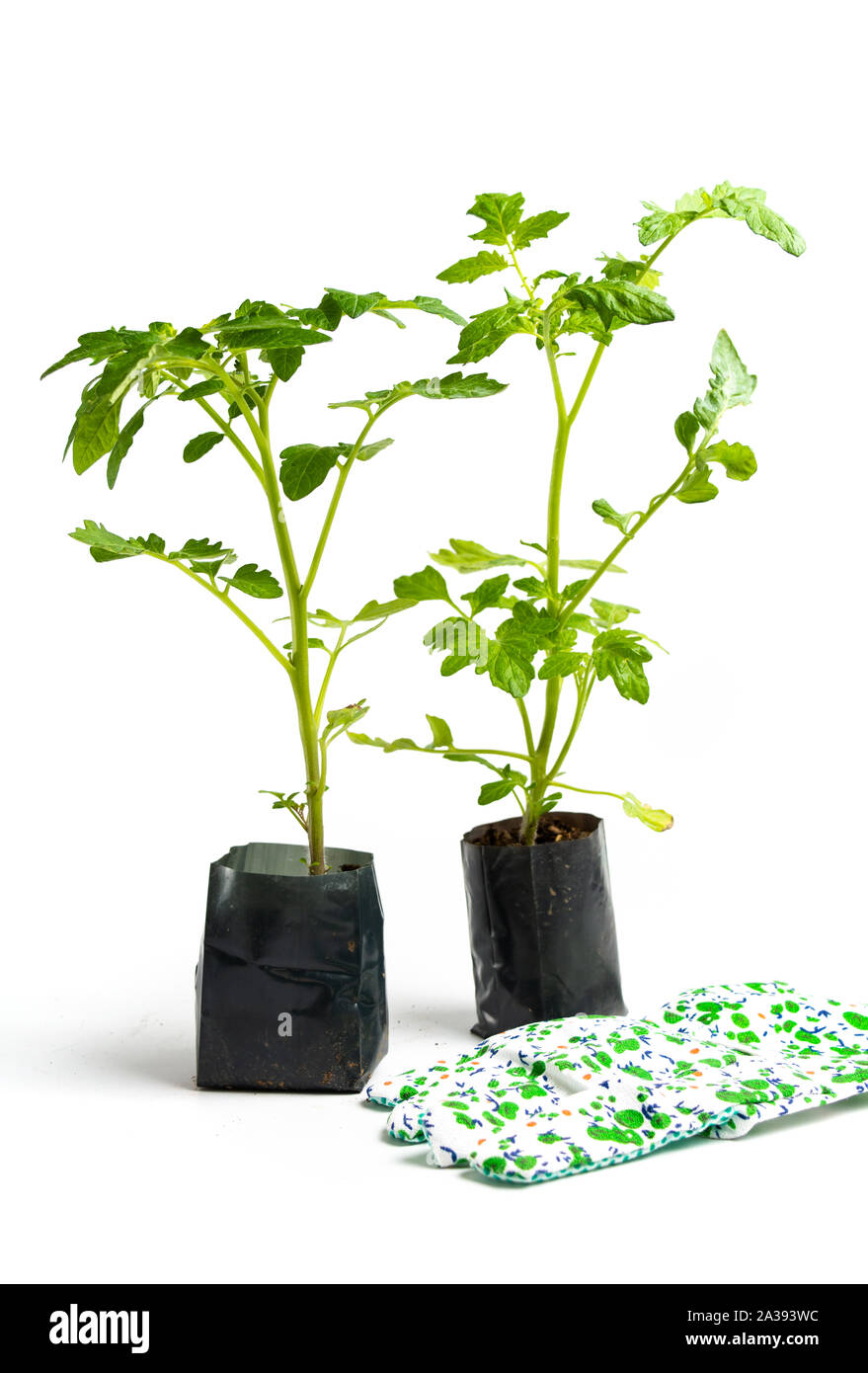 Young tomato plant seedlings in a fertile soil for planting Stock Photo