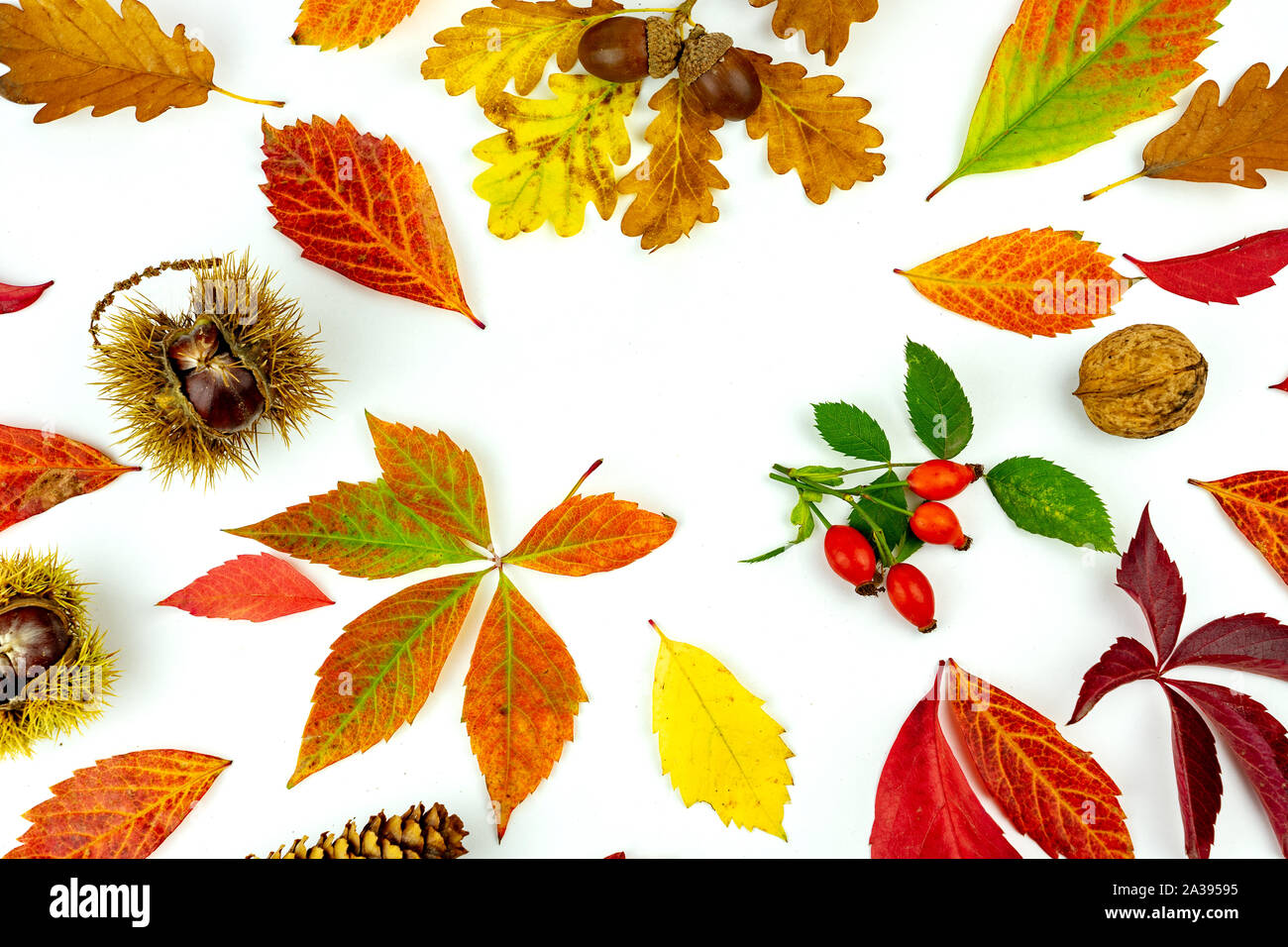colorful autumn leaves and yields pattern isolated on white background. flat lay, overhead view Stock Photo