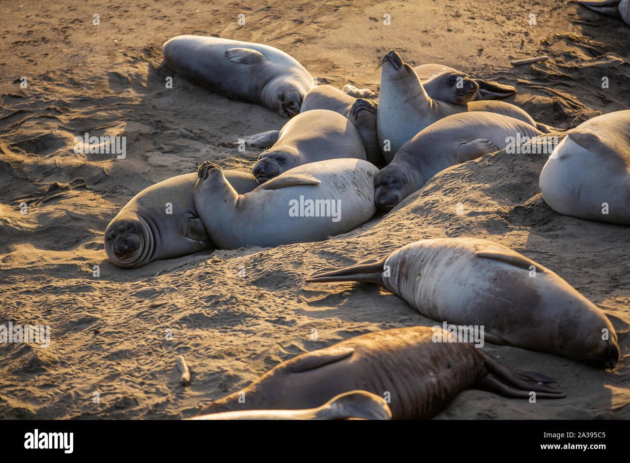 Earless seal of California Stock Photo Alamy