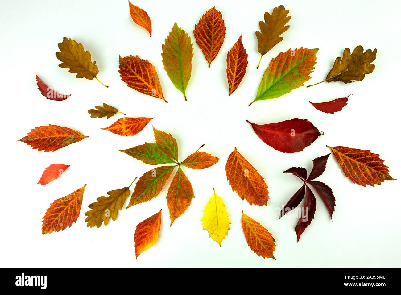 colorful autumn leaves pattern isolated on white background. flat lay, overhead view Stock Photo