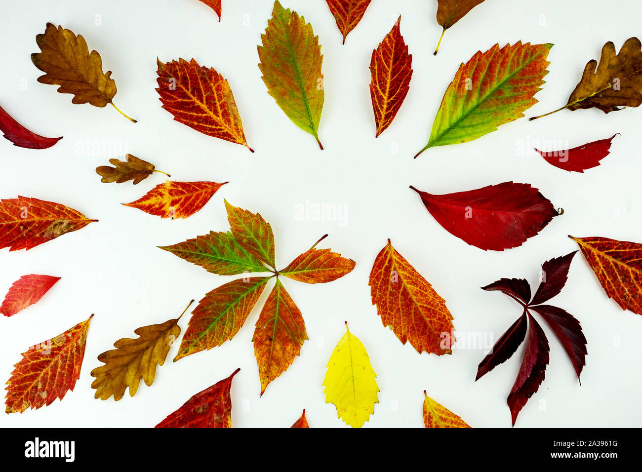 colorful autumn leaves pattern isolated on white background. flat lay, overhead view Stock Photo