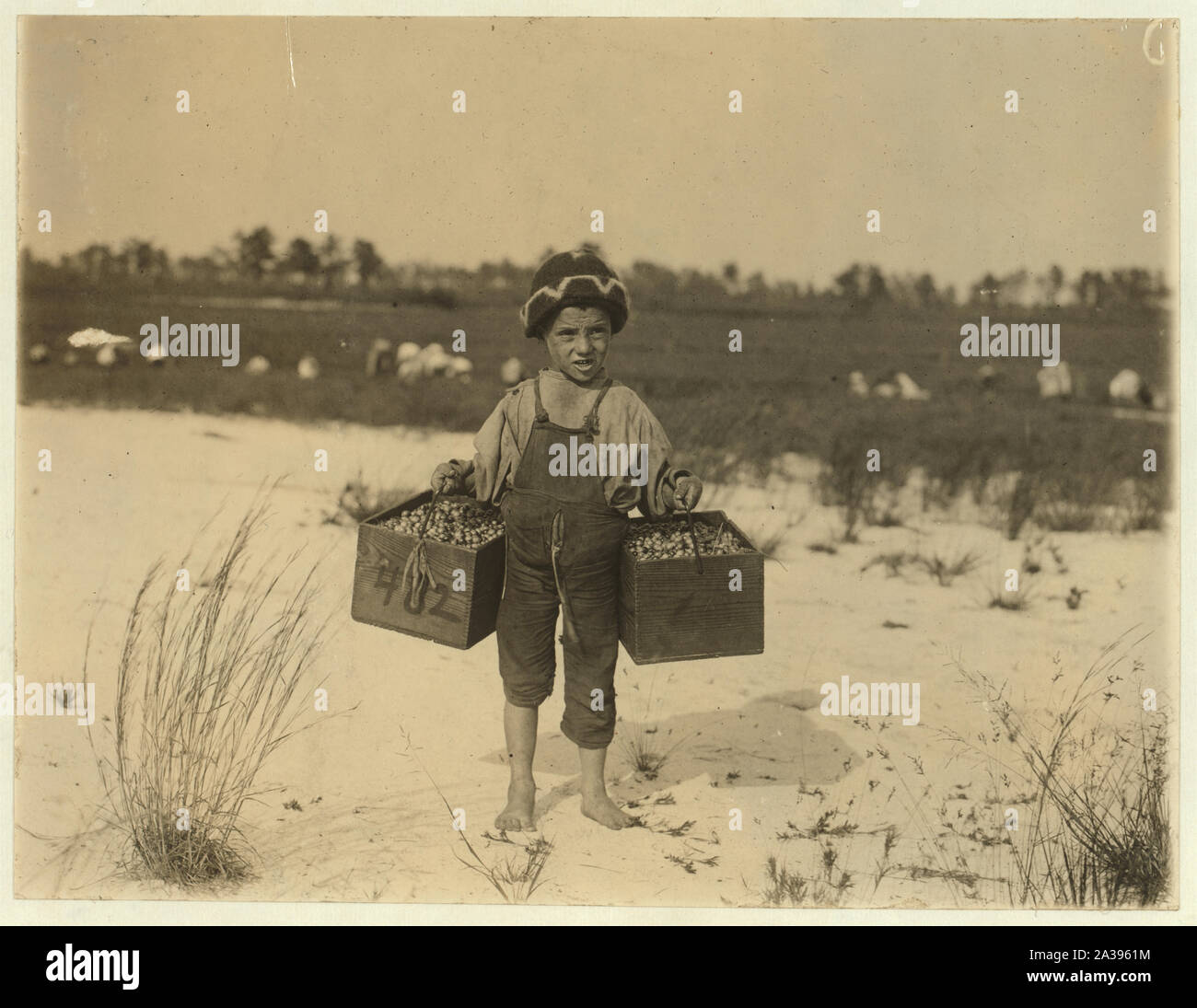 Salvin Nocito, 5 years old, carries 2 pecks of cranberries for long distance to the bushel-man. Whites Bog, Browns Mills, N.J. Sept. 28, 1910. Witness E. F. Brown. Stock Photo