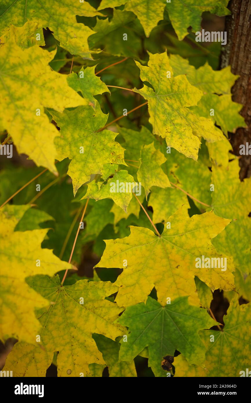 Maple Tree Seedling High Resolution Stock Photography and Images - Alamy