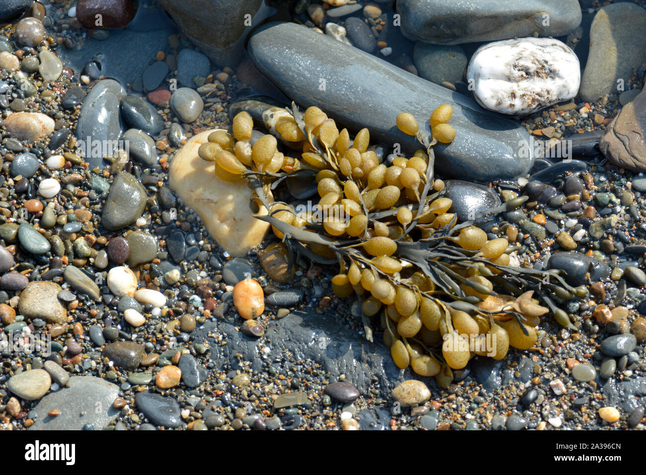 Rockpool seaweed bladderwrack hires stock photography and images Alamy