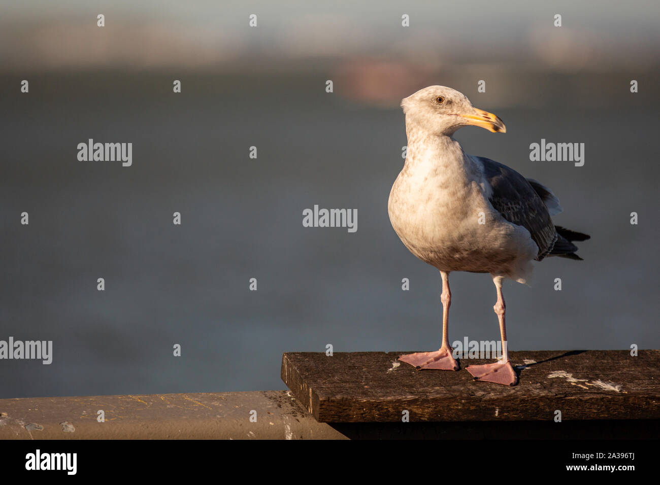 Seagulls of California Stock Photo