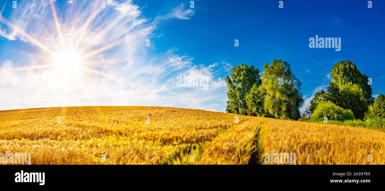 Summer landscape with golden cornfield and bright sun Stock Photo