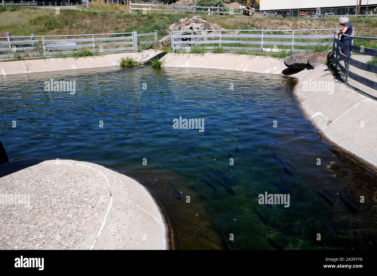 Ponds for the almost fully grown rainbow trout at the Red River State