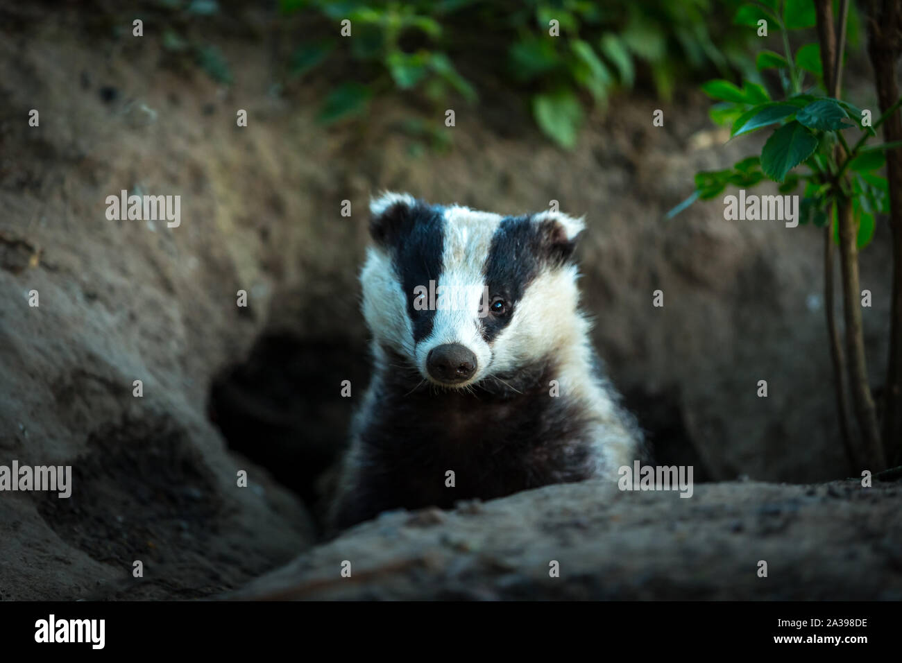 Badger, (Scientific name: Meles meles) facing forward, leaving the badger sett at dusk. Badgers are currently subject to a badger cull due to BovineTB Stock Photo